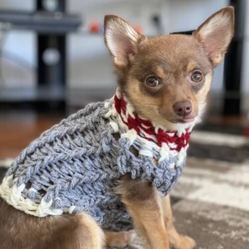 How to Prepare Your Dog for Winter? - Muskoka Pooch