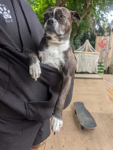 A dog rides in the front pouch of a Muskoka Pooch hoodie outdoors in bright natural daylight