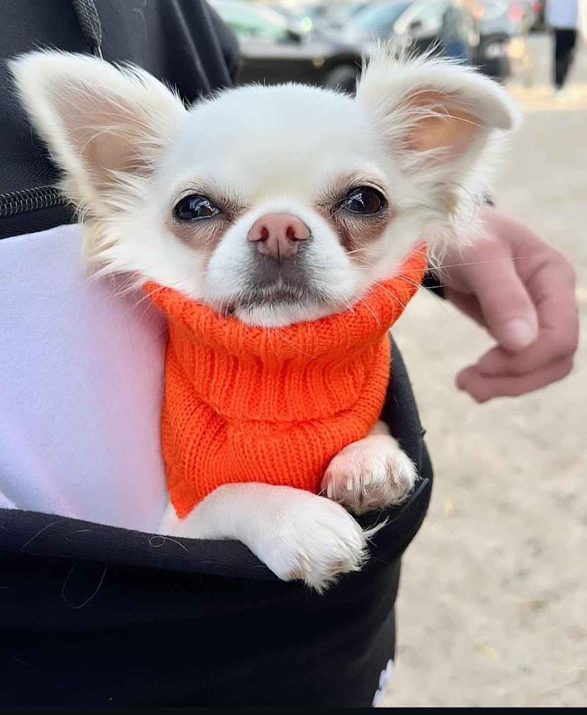 High Quality Pet Hoodies - Muskoka Pooch