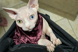 Cat in pouch with matching black lining